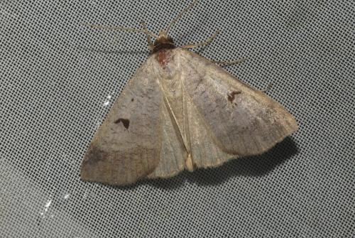 Lygephila pastinum